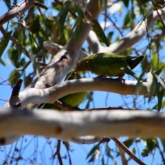 Polytelis swainsonii (Superb Parrot) at Hughes Grassy Woodland - 28 Dec 2022 by LisaH