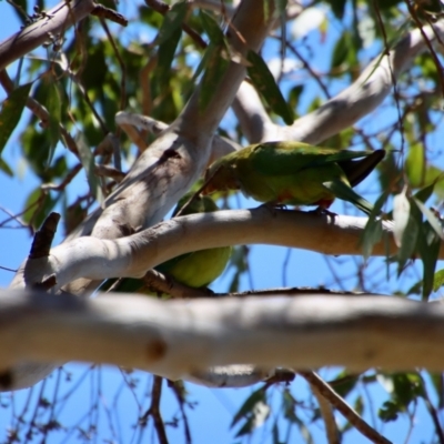 Polytelis swainsonii (Superb Parrot) at Red Hill to Yarralumla Creek - 28 Dec 2022 by LisaH