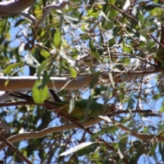 Polytelis swainsonii at Hughes, ACT - suppressed