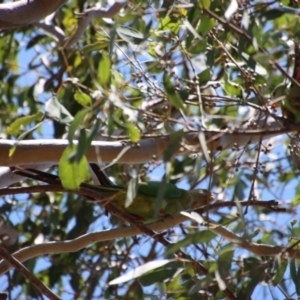 Polytelis swainsonii at Hughes, ACT - suppressed