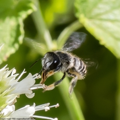 Pseudoanthidium (Immanthidium) repetitum (African carder bee, Megachild bee) at Hawker, ACT - 28 Dec 2022 by Roger