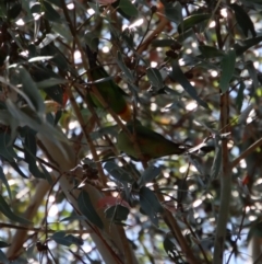 Polytelis swainsonii (Superb Parrot) at Hughes Grassy Woodland - 28 Dec 2022 by LisaH