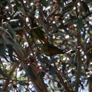 Polytelis swainsonii at Hughes, ACT - suppressed