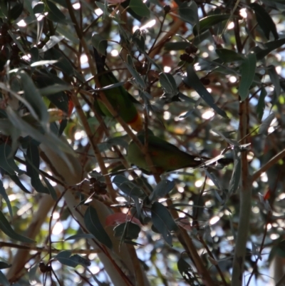 Polytelis swainsonii (Superb Parrot) at Hughes Grassy Woodland - 28 Dec 2022 by LisaH