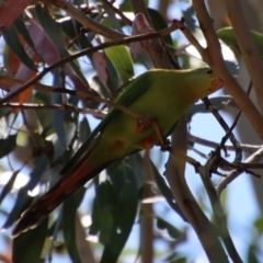 Polytelis swainsonii at Hughes, ACT - 28 Dec 2022