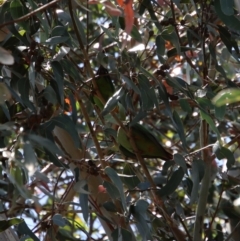 Polytelis swainsonii at Hughes, ACT - suppressed