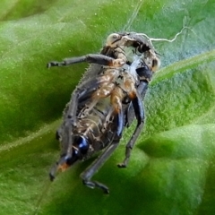 Eurymeloides sp. (genus) at Crooked Corner, NSW - 28 Dec 2022