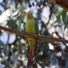 Polytelis swainsonii (Superb Parrot) at Hughes, ACT - 28 Dec 2022 by LisaH