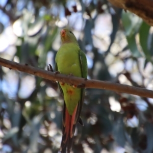 Polytelis swainsonii at Hughes, ACT - suppressed