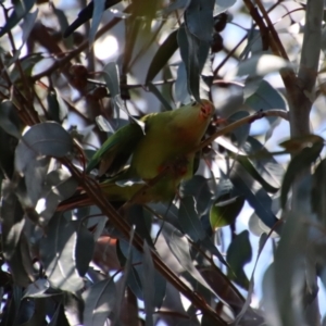 Polytelis swainsonii at Hughes, ACT - suppressed