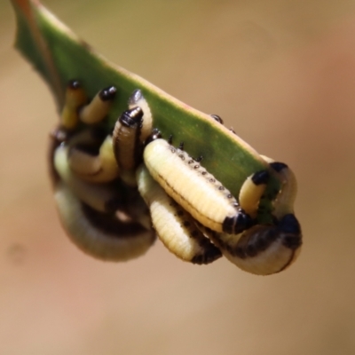 Paropsisterna cloelia (Eucalyptus variegated beetle) at Hughes Grassy Woodland - 28 Dec 2022 by LisaH