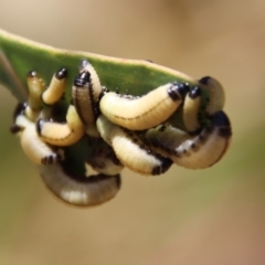 Paropsisterna cloelia at Hughes, ACT - 28 Dec 2022