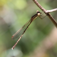 Austrolestes analis (Slender Ringtail) at Red Hill Nature Reserve - 28 Dec 2022 by LisaH