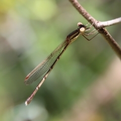 Austrolestes analis (Slender Ringtail) at Deakin, ACT - 28 Dec 2022 by LisaH