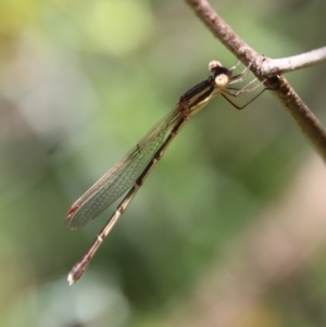 Austrolestes analis at Deakin, ACT - 28 Dec 2022