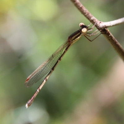 Austrolestes analis (Slender Ringtail) at Red Hill Nature Reserve - 28 Dec 2022 by LisaH