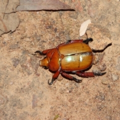 Anoplognathus montanus (Montane Christmas beetle) at Red Hill Nature Reserve - 28 Dec 2022 by LisaH