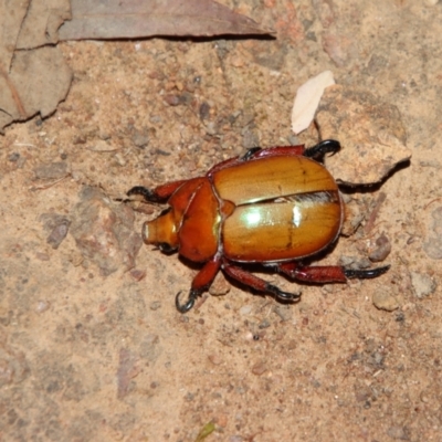 Anoplognathus montanus (Montane Christmas beetle) at Deakin, ACT - 28 Dec 2022 by LisaH