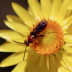 Labium sp. (genus) (An Ichneumon wasp) at Hughes, ACT - 28 Dec 2022 by LisaH