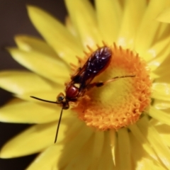 Labium sp. (genus) (An Ichneumon wasp) at Hughes Grassy Woodland - 28 Dec 2022 by LisaH
