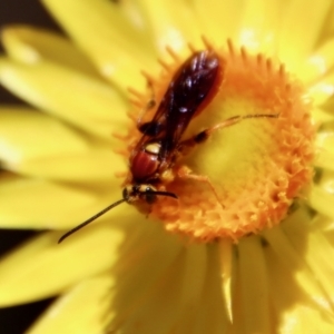 Labium sp. (genus) at Hughes, ACT - 28 Dec 2022