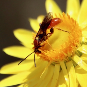 Labium sp. (genus) at Hughes, ACT - 28 Dec 2022