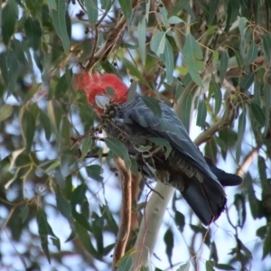 Callocephalon fimbriatum at Hughes, ACT - suppressed