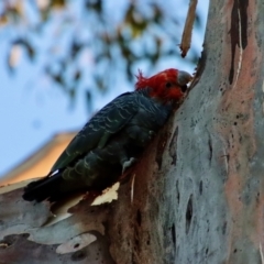 Callocephalon fimbriatum at Hughes, ACT - 27 Dec 2022