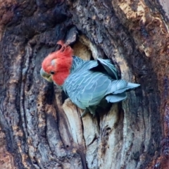 Callocephalon fimbriatum at Hughes, ACT - suppressed