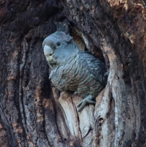 Callocephalon fimbriatum at Hughes, ACT - 27 Dec 2022