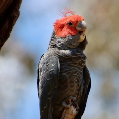 Callocephalon fimbriatum (Gang-gang Cockatoo) at Hughes Grassy Woodland - 28 Dec 2022 by LisaH