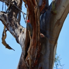 Callocephalon fimbriatum at Hughes, ACT - suppressed