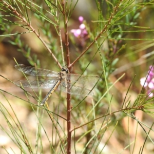 Hemicordulia tau at Mittagong, NSW - 14 Dec 2022 11:22 PM