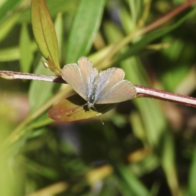 Zizina otis (Common Grass-Blue) at Wingecarribee Local Government Area - 15 Dec 2022 by GlossyGal