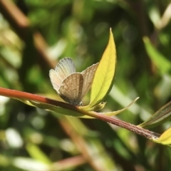 Zizina otis at Burradoo, NSW - 16 Dec 2022