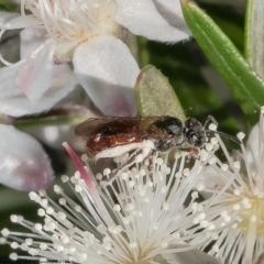 Lasioglossum (Homalictus) sp. (genus & subgenus)) (Native bee) at Acton, ACT - 27 Dec 2022 by Roger