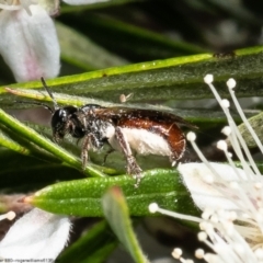 Lasioglossum (Homalictus) sp. (genus & subgenus) at Acton, ACT - 28 Dec 2022 08:53 AM