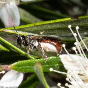 Lasioglossum (Homalictus) sp. (genus & subgenus) at Acton, ACT - 28 Dec 2022 08:53 AM