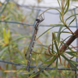 Austrolestes leda at Burradoo, NSW - suppressed