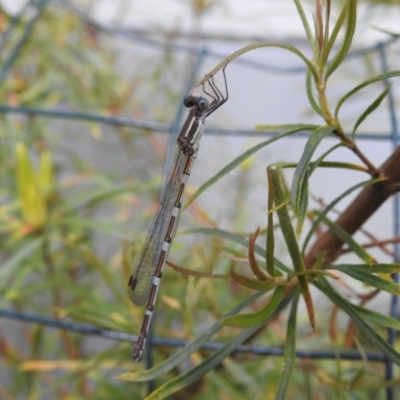 Austrolestes leda (Wandering Ringtail) at Wingecarribee Local Government Area - 15 Dec 2022 by GlossyGal