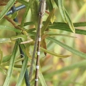 Austrolestes leda at Burradoo, NSW - suppressed