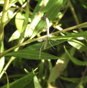 Pterophoridae (family) at Burradoo, NSW - 16 Dec 2022