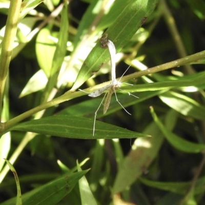 Pterophoridae (family) (A Plume Moth) at Burradoo, NSW - 15 Dec 2022 by GlossyGal