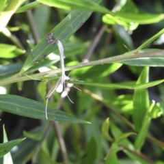 Pterophoridae (family) at Burradoo, NSW - 16 Dec 2022