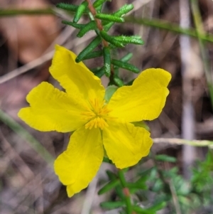 Hibbertia riparia at Nambucca Heads, NSW - 28 Dec 2022