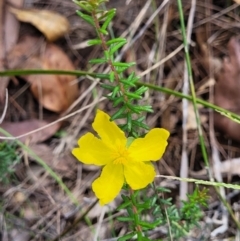 Hibbertia riparia at Nambucca Heads, NSW - 28 Dec 2022