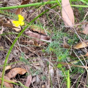 Hibbertia riparia at Nambucca Heads, NSW - 28 Dec 2022 03:56 PM
