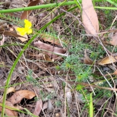 Hibbertia riparia at Nambucca Heads, NSW - 28 Dec 2022