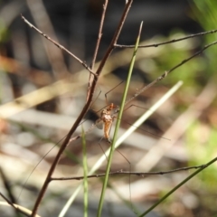 Leptotarsus (Leptotarsus) sp.(genus) (A Crane Fly) at Wingecarribee Local Government Area - 18 Dec 2022 by GlossyGal