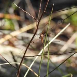 Leptotarsus (Leptotarsus) sp.(genus) at High Range, NSW - 18 Dec 2022